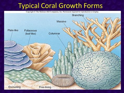 coral daily fortune results